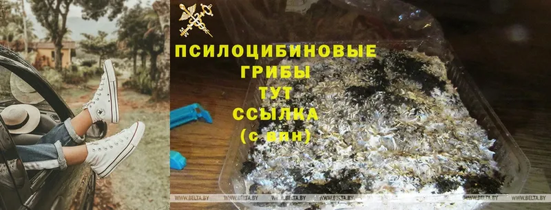 Галлюциногенные грибы Psilocybe  закладки  Заводоуковск 